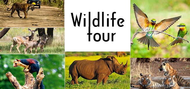 Wildlife Holiday Packages