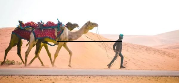 Camel Safari