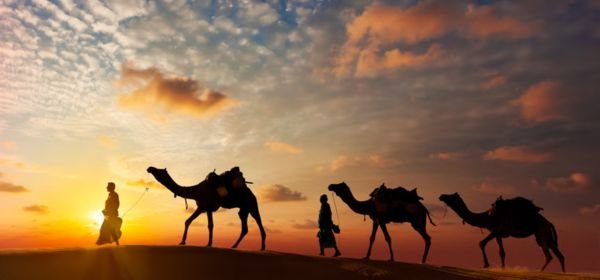 Camel Safari