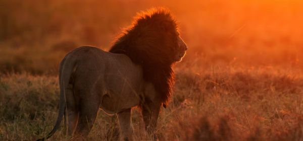 Masai Mara (7)