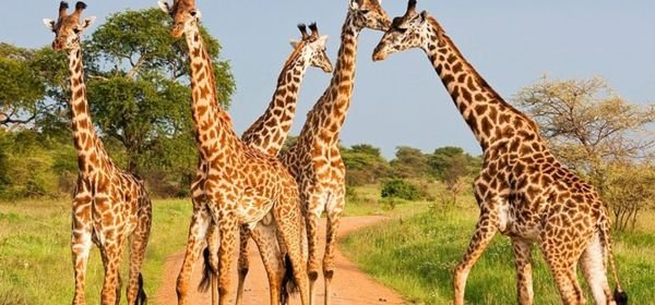 Kenya Safari