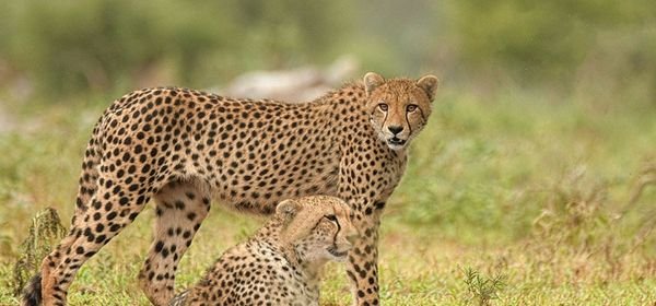 Cheetah Nandankanan