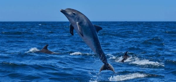 DOLPHINS (1)