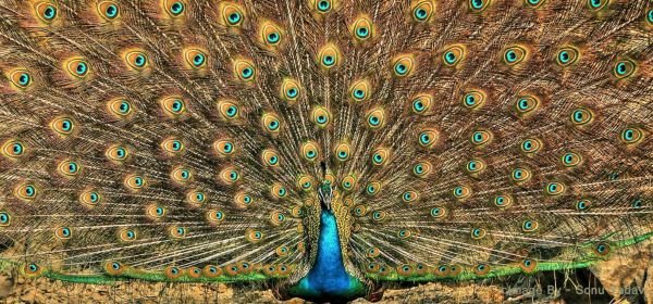 _Bandhavgarh