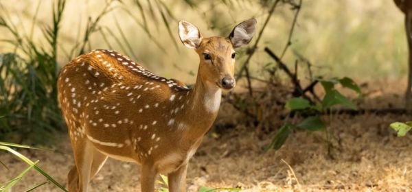 _Bandhavgarh (1)