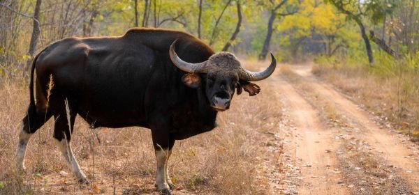 Tadoba Safari