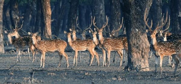 Tadoba National park (2)