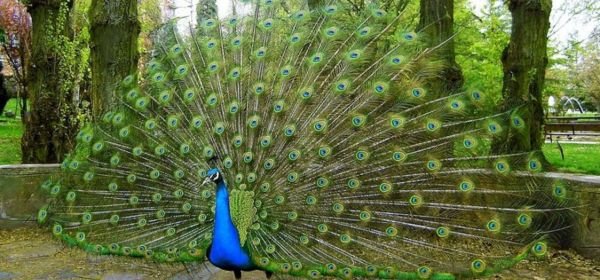 kanha national park