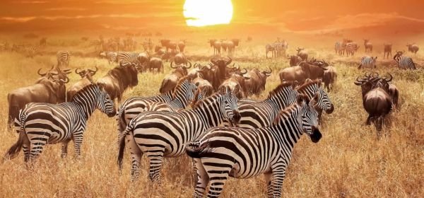 Serengeti  National Park (1)