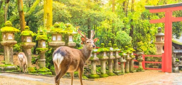 Nara Tour