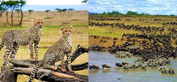 Masai Mara National Reserve on a Private basis