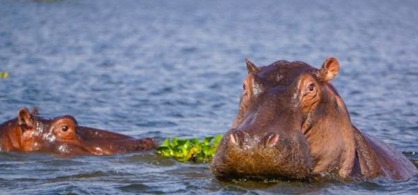 boat ride at lake naivasha