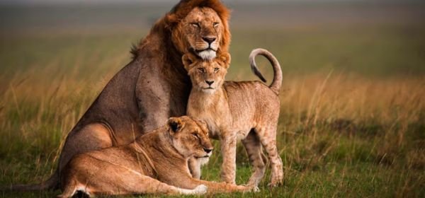 Masai Mara National Reserve on a Private basis (2)