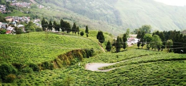 darjeeling valley