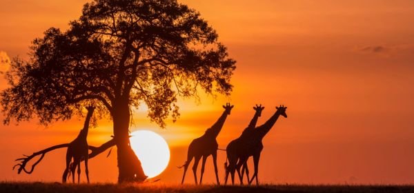 Kenya Holiday Packges  (1)