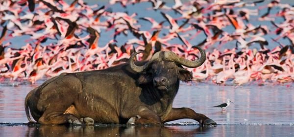 Lake Naivasha  Boat Ride (2)