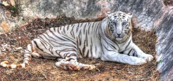white tiger in nandankanan