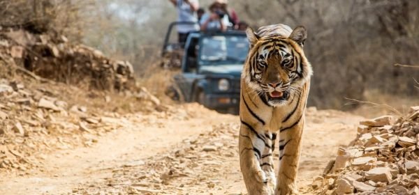 Bandhavgarh National Park