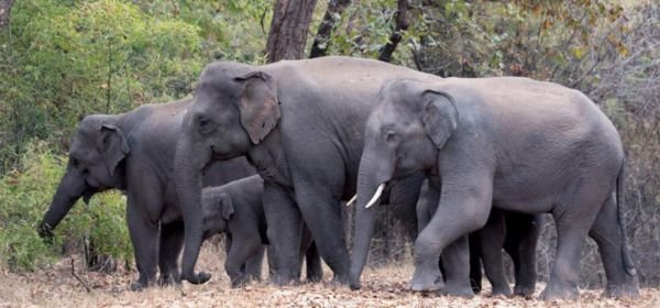 Elephants Bandhavgarh