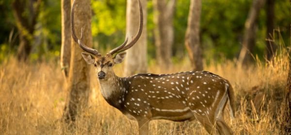 deer pench