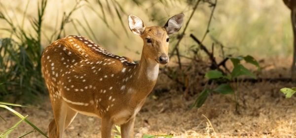 Sariska National Park