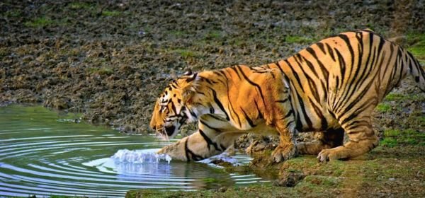 _Ranthambore National Park