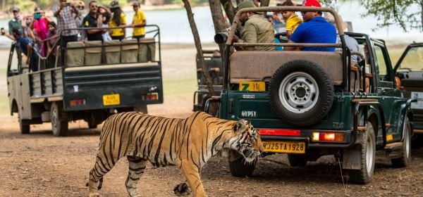 _Ranthambore Safari