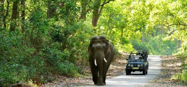 _wildlife safari in jeep (1)
