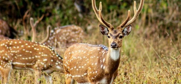 Corbett national park