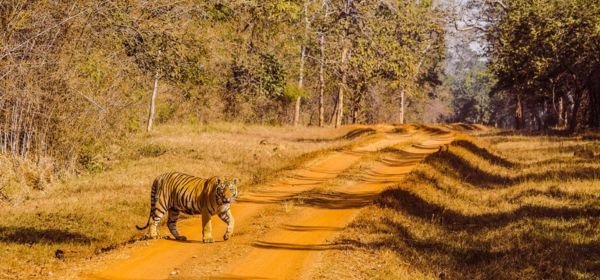 Tadoba local village