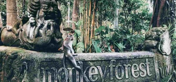 Monkey Forest