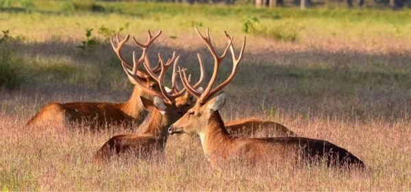 kanha national park (2)