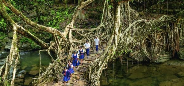 Root bridge