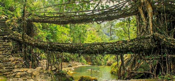 _Root Bridges  (1)