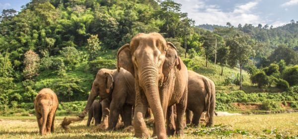 Pakhui Wildlife  (1)