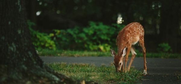 _Wildlife Sanctuaries In Manipur