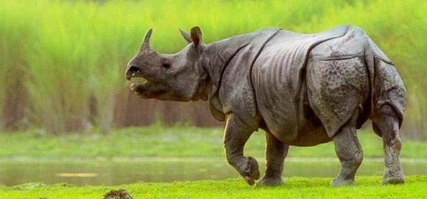 Kaziranga National park (3)