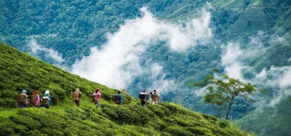 Assam tea garden (2)