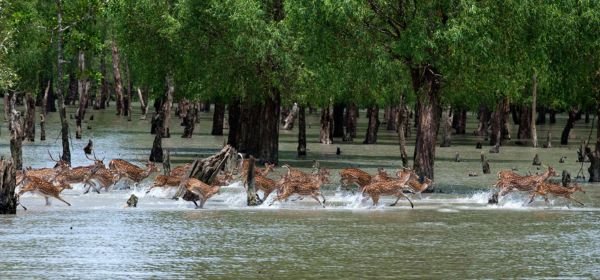 Sunderbans (1)