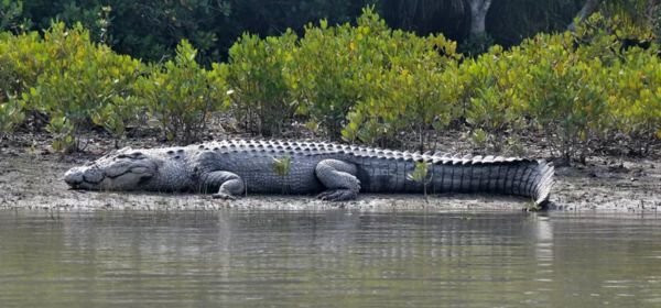 _Sundarban  Crocodile