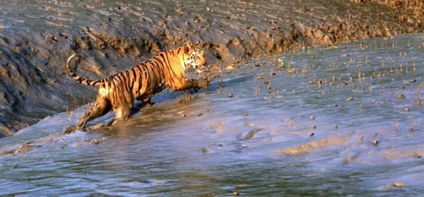 Sundarbans jungle safari (1)