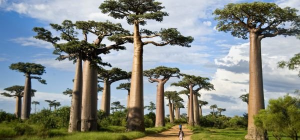 Tarangire National Park