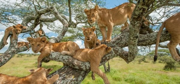 Tarangire National Park (1)