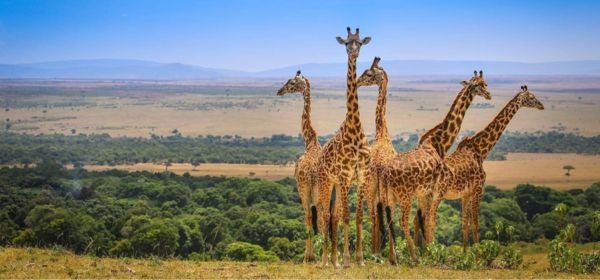 Ngorongoro  National Park