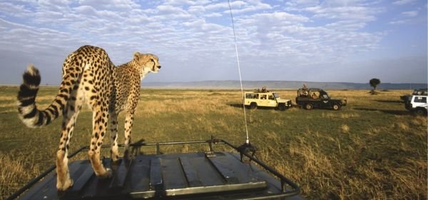 maasai mara national reserve  (1)