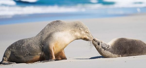 Seal Bay Conservation Park