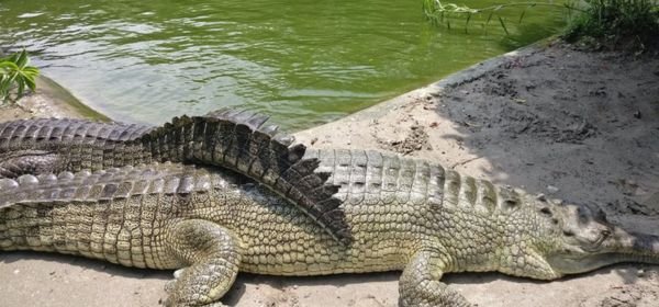 Amo Chhu Crocodile (1)