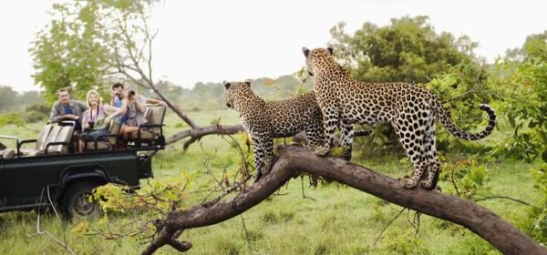 kruger national park (1)