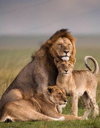 maasai mara national reserve