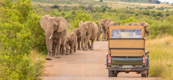Pilanesberg national park (1)